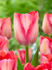 Tulip Pink Sound