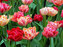 Tulip Peptalk
