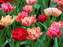 Tulip Peptalk