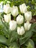 Tulip White Purissima