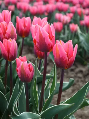 Link to Tulip Pretty Princess