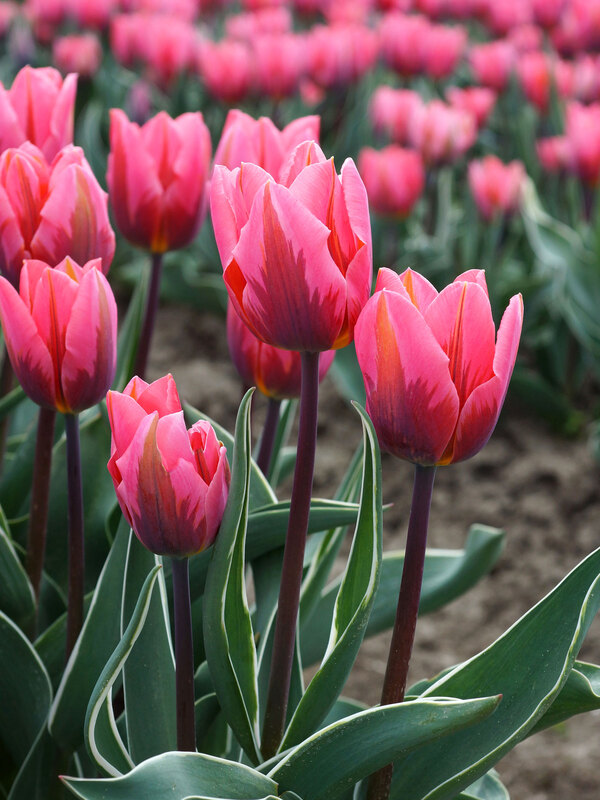 Tulip Pretty Princess