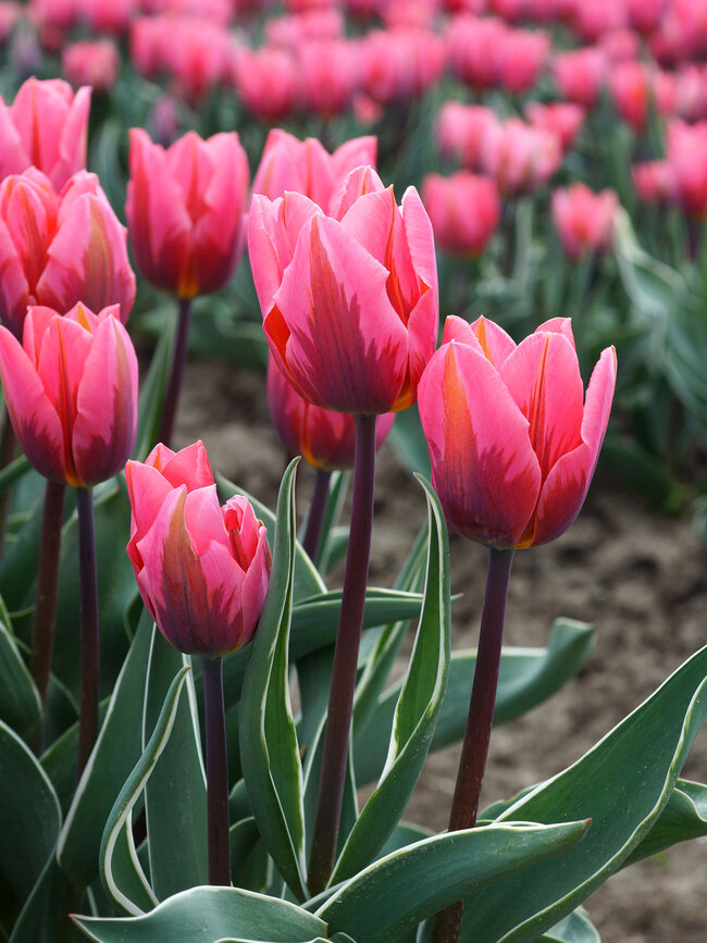 samtale buket springe Tulip Pretty Princess | Bluestone Perennials