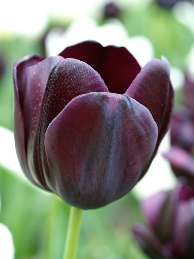 Tulip Queen of the Night