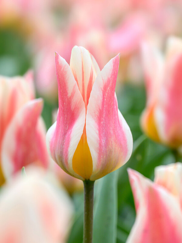 Tulip Quebec