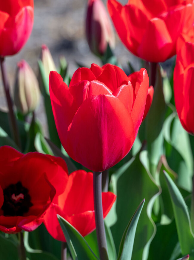 Tulip Red Ranger | Bluestone Perennials