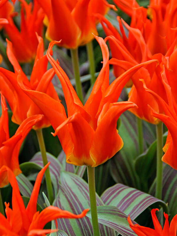 Tulip Rigas Barikades