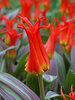 Tulip Rigas Barikades