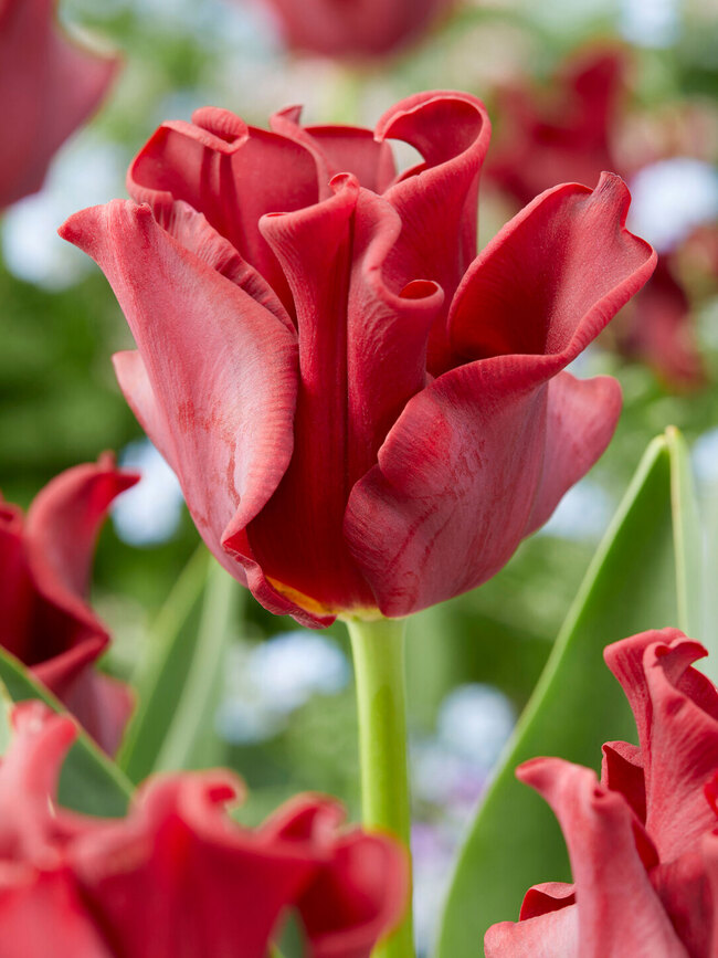 Tulip Red Dress