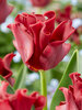 Tulip Red Dress