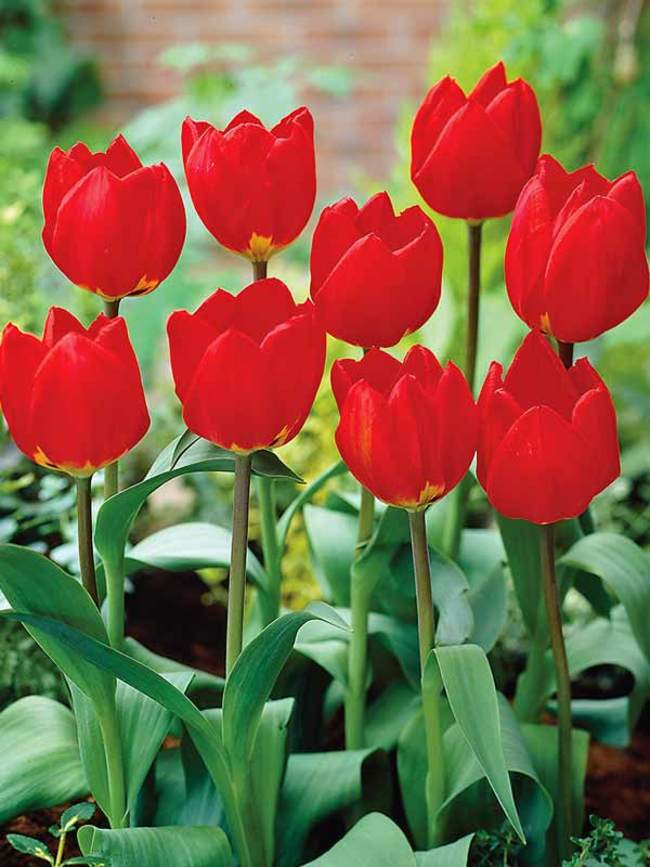 Tulip Red Revival