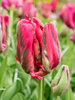 Tulip Red Madonna