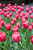 Tulip Renown