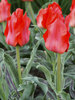 Tulip Red Riding Hood