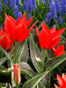 Tulip Red Riding Hood