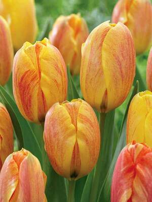 ロイベッサー『BEAUTIFUL TULIPS』★オリジナル作品★ Tulip Rhapsody Of Smiles | Bluestone Perennials