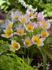 Tulip Saxatilis