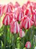 Tulip Spring Break
