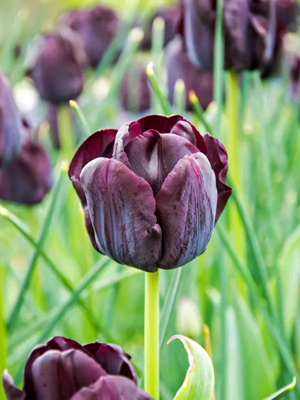 Bluestone Perennials Tulip Paul Schrerer