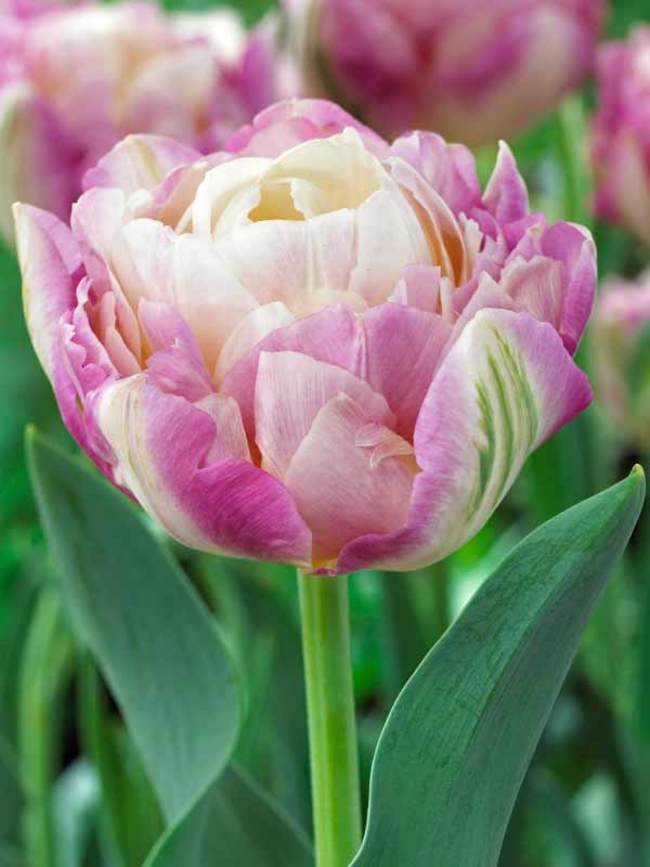 Tulip Sweet Desire