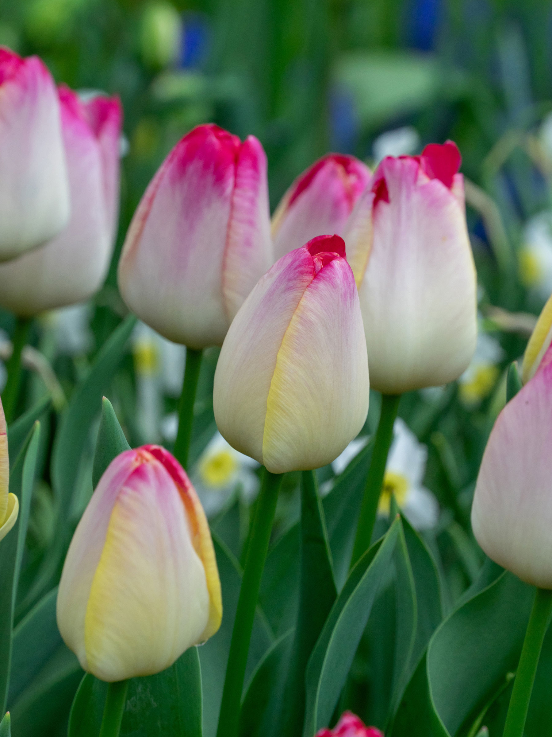 Tulip Supri Erotic | Bluestone Perennials