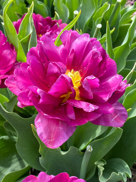 Photo of Tulip Showcase (X8)