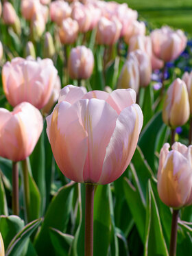 Photo of Tulip Sweet Impression