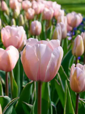 Link to Tulip Sweet Impression