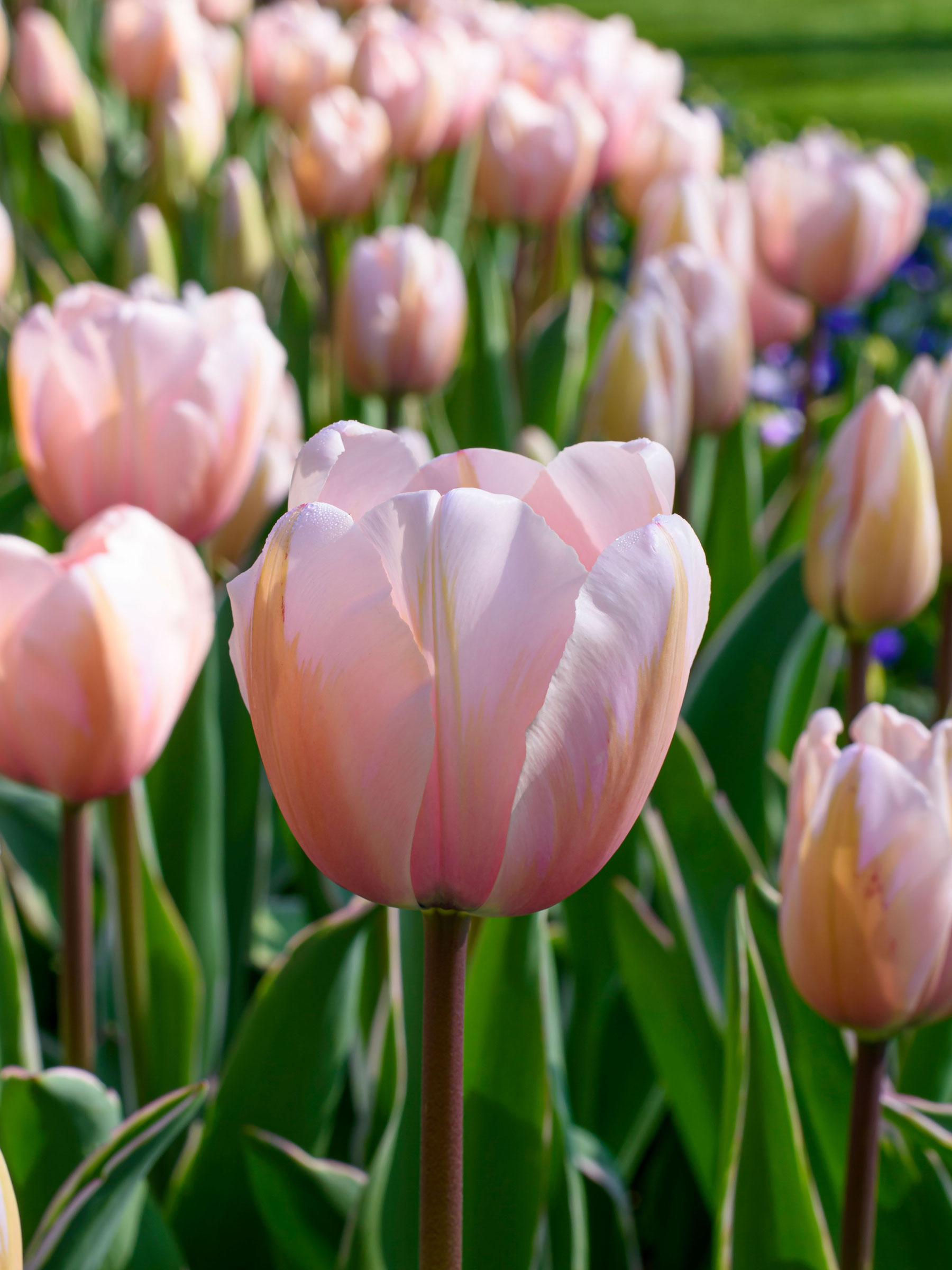 BTUSI-0-Tulip-Sweet-