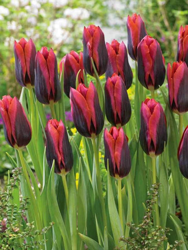 Tulip Slawa