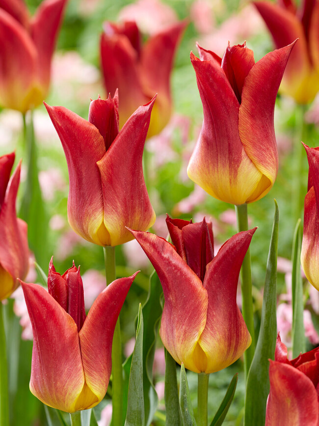 Tulip Striking Match