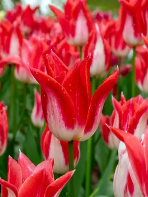 Link to Tulip Strawberry Romanoff