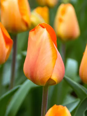 Link to Tulip Lighting Sun