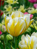 Tulip Sweet Valley