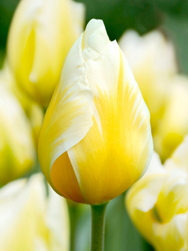 Tulip Sweetheart