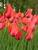 Tulip Temple-of-Beauty