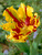 Tulip Texas Flame