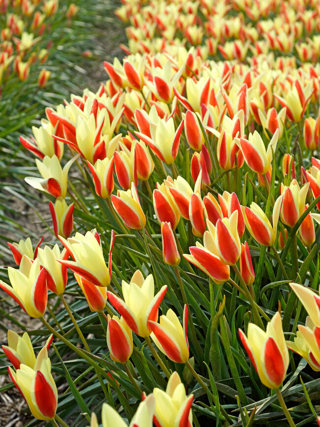 Tulip Clusiana Tinka