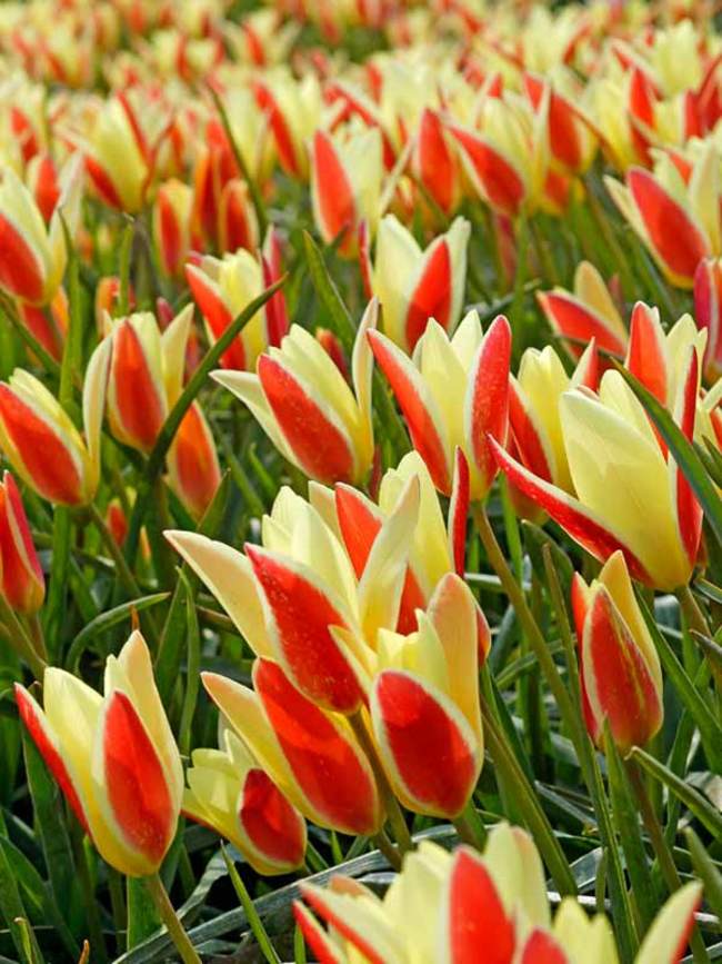 Tulip Clusiana Tinka Bluestone Perennials
