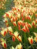 Tulip Clusiana Tinka