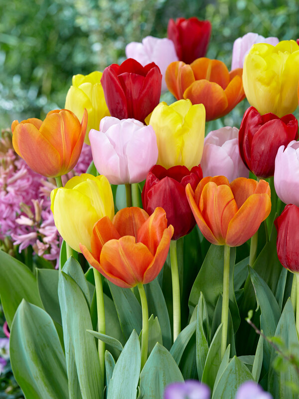 Tulip Triumph Mixed Value Pack