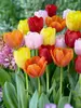 Tulip Triumph Mixed Value Pack