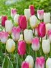 Tulip Touch of Romance