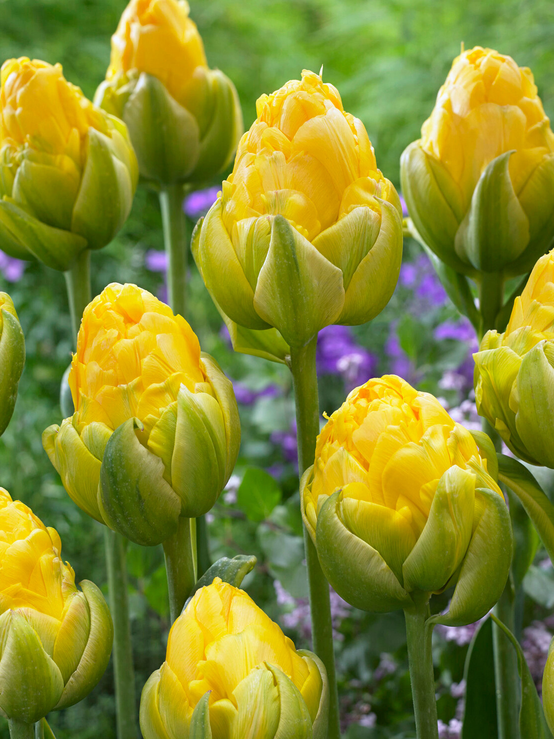 BTUVC-0-Tulip-Vanilla-Coup-