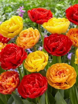 Link to Tulip Volcano Inspiration Blend