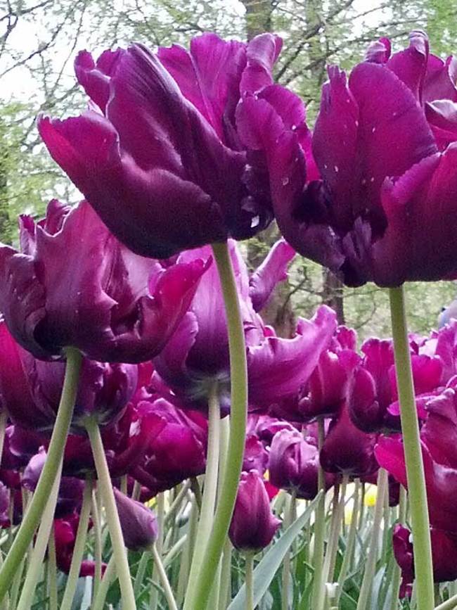 Tulip Victorias Secret