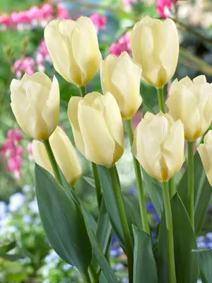 Link to Tulip White Emperor