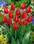 Tulip Worlds-Favorite