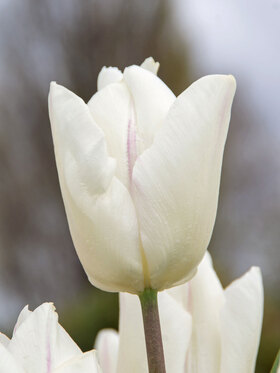 Photo of Tulip White Prince