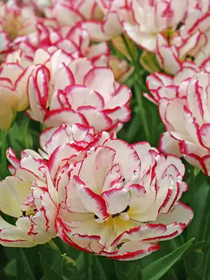 Tulip Hilde | Bluestone Perennials